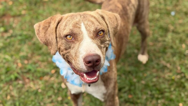 Pet of the Week: Nohea